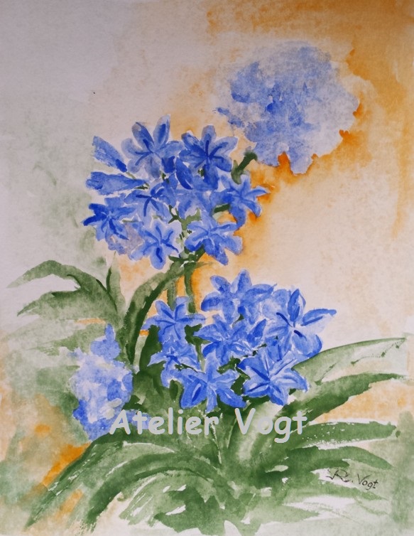 Agapanthus 30x40 cm