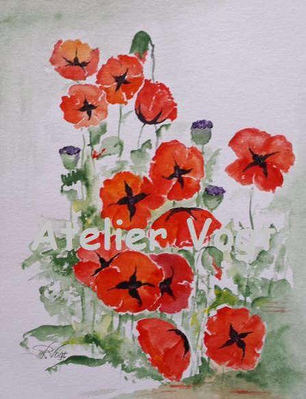 Mohn 13 Blüten